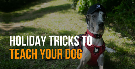 fenrir canine leaders holiday tricks to teach your dog