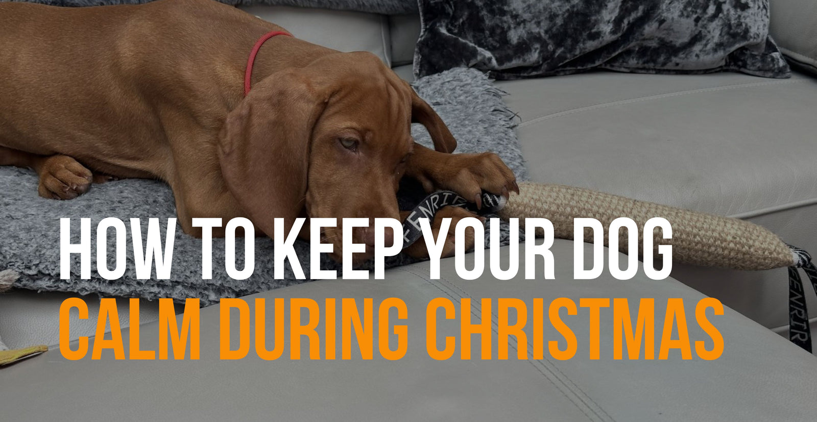 fenrir canine leaders how to keep a dog calm during Christmas