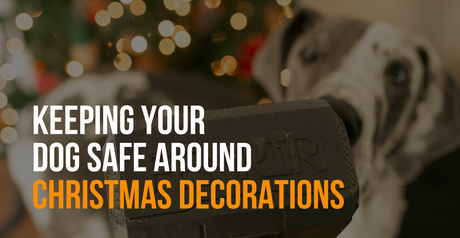 fenrir canine leaders how to keep you dog safe around Christmas decorations
