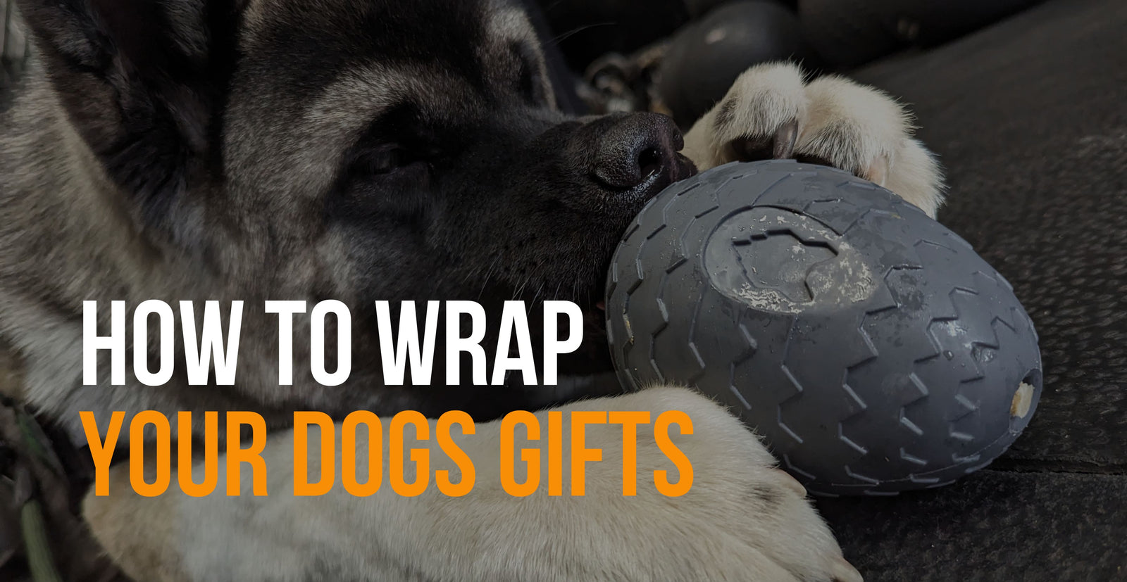 fenrir canine leaders how to wrap gifts for your dog