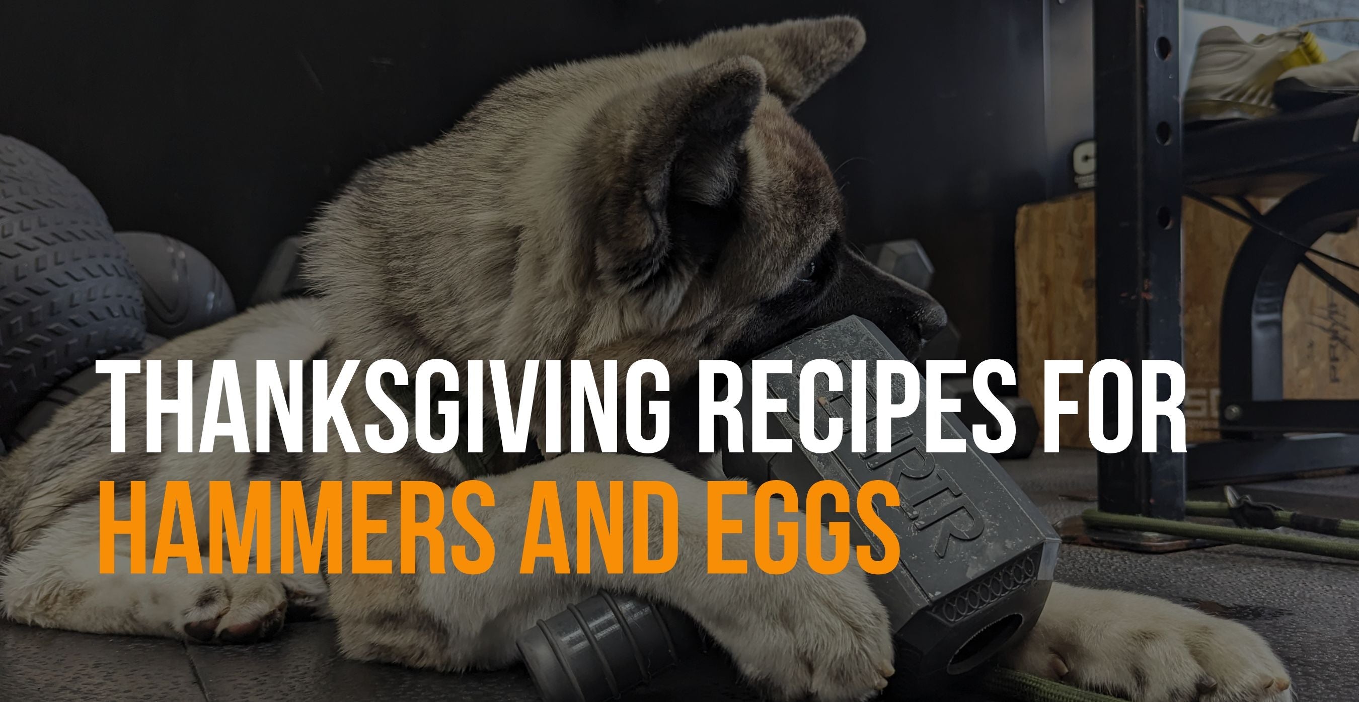 Thanksgiving dog outlet treat recipes