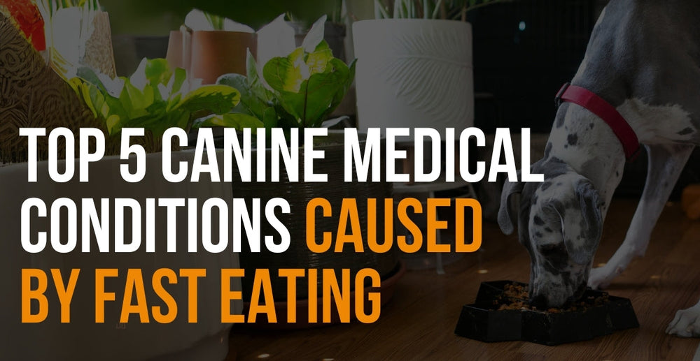 Causes Of Fast Eating In Dogs preview