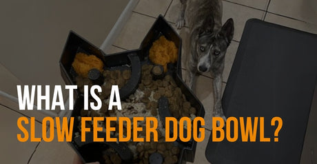 fenrir canine leaders what is a slow feeder dog bowl
