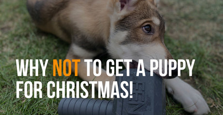 https://fenrircanineleaders.com/cdn/shop/articles/fenrir-canine-leaders-why-not-to-get-a-puppy-for-christmas.jpg?v=1700835549&width=460