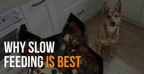 fenrir canine leaders why slow feeding is best