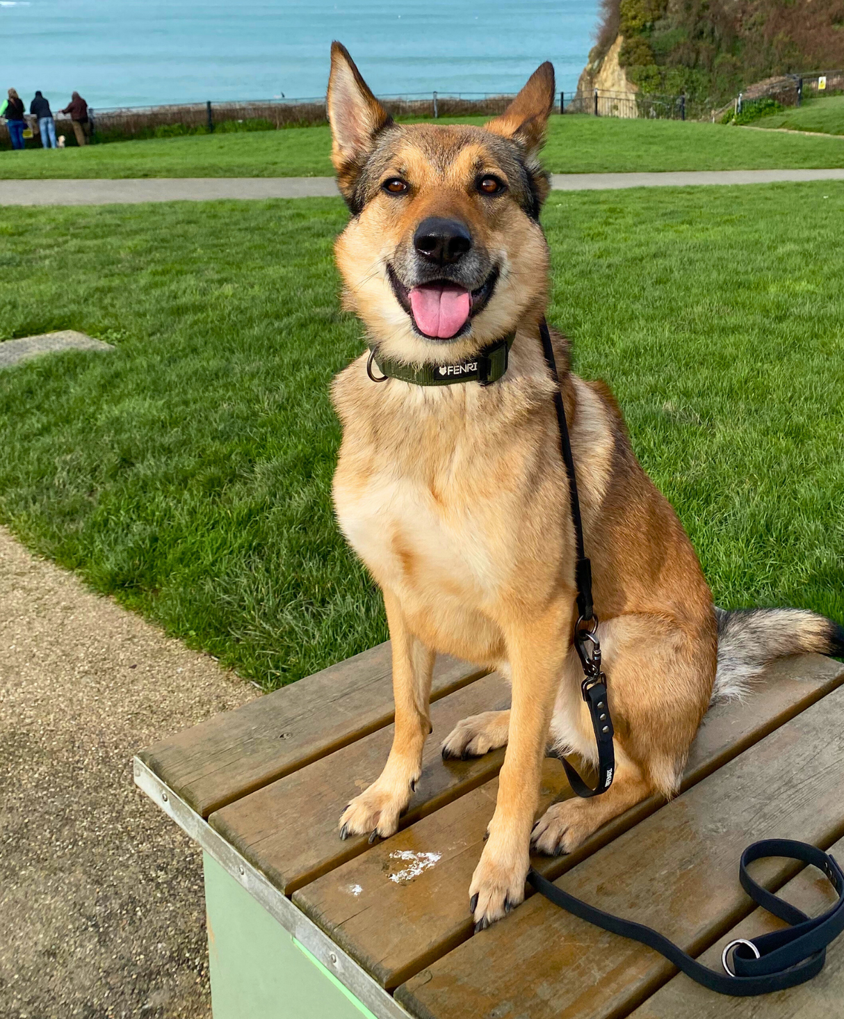 The Fenrir Slip Collar is the ultimate slip collar for your dog Fenrir Canine Leaders