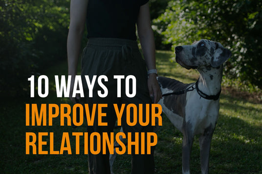 fenrir canine leaders 10 ways to improve your relationship banner