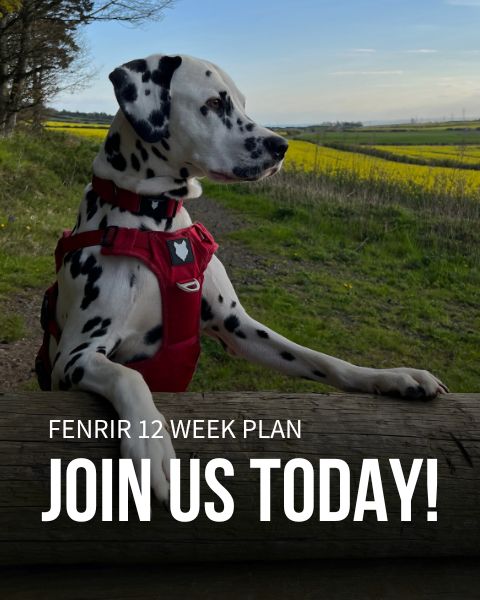 https://fenrircanineleaders.com/cdn/shop/files/fenrir-canine-leaders-12-week-plan-sign-up-mobile-banner.jpg?v=1693416488&width=980