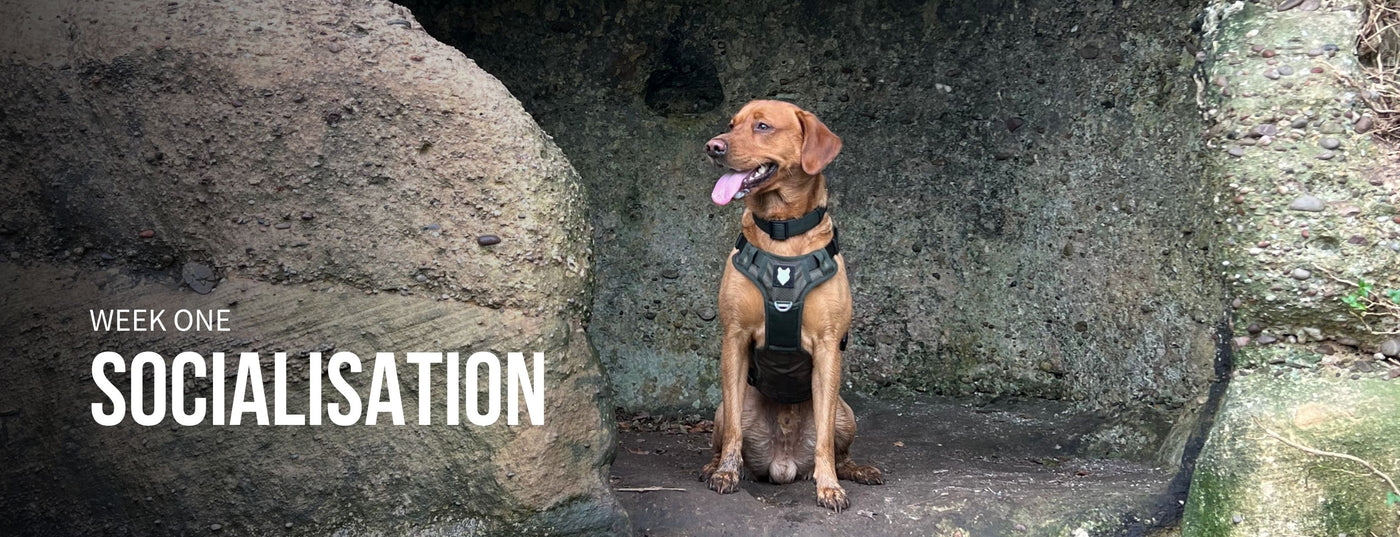 Mental Stimulation Bundle – Fenrir Canine Leaders