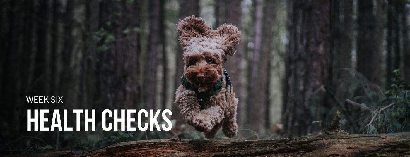 fenrir canine leaders 12 week plan week 6 banner desktop