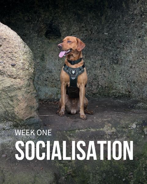 https://fenrircanineleaders.com/cdn/shop/files/fenrir-canine-leaders-12-week-socialistion-mobile-banner.jpg?v=1693416488&width=980