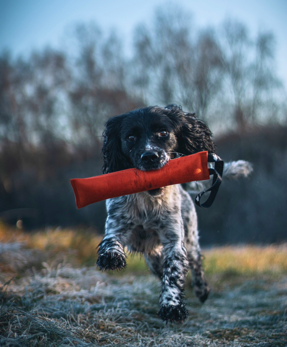 fenrir canine leaders fenrir bit resistant tug toy dog retrieving