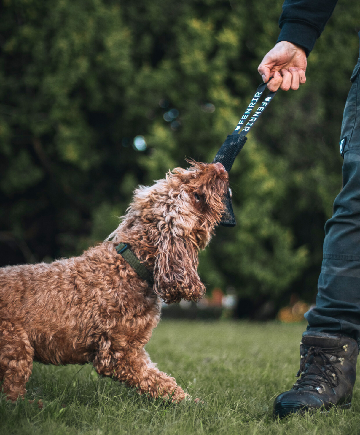 Toy puppy top on a leash