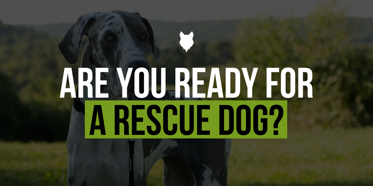 Quiz Directory Fenrir Canine Leaders