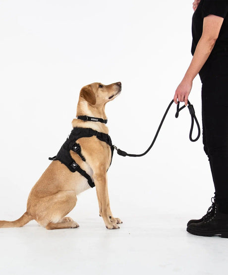 Fenrir Canine Leaders Black Ragnar Dog Leash