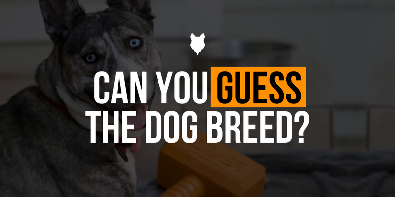 fenrir canine leaders  can you guess the dog breed banner 