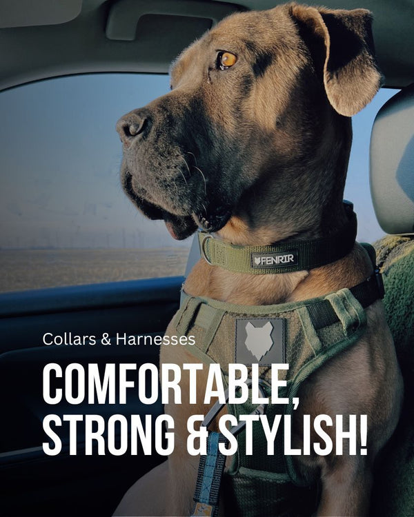 Collars & Harnesses Fenrir Canine Leaders