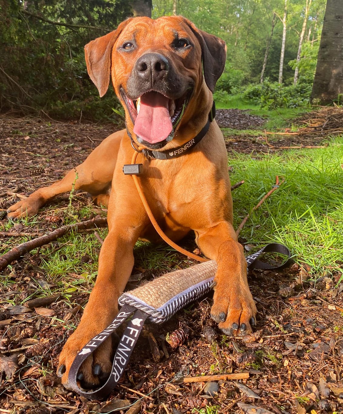 English mastiff hot sale rhodesian ridgeback mix