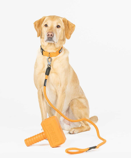 https://fenrircanineleaders.com/cdn/shop/files/fenrir-canine-leaders-orange-ragnar-dog-leash-ragnar-dog-leash-the-perfect-everyday-dog-leash-30259925254232.jpg?v=1694164503&width=460