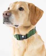 Fenrir Canine Leaders Ragnar Dog Collar