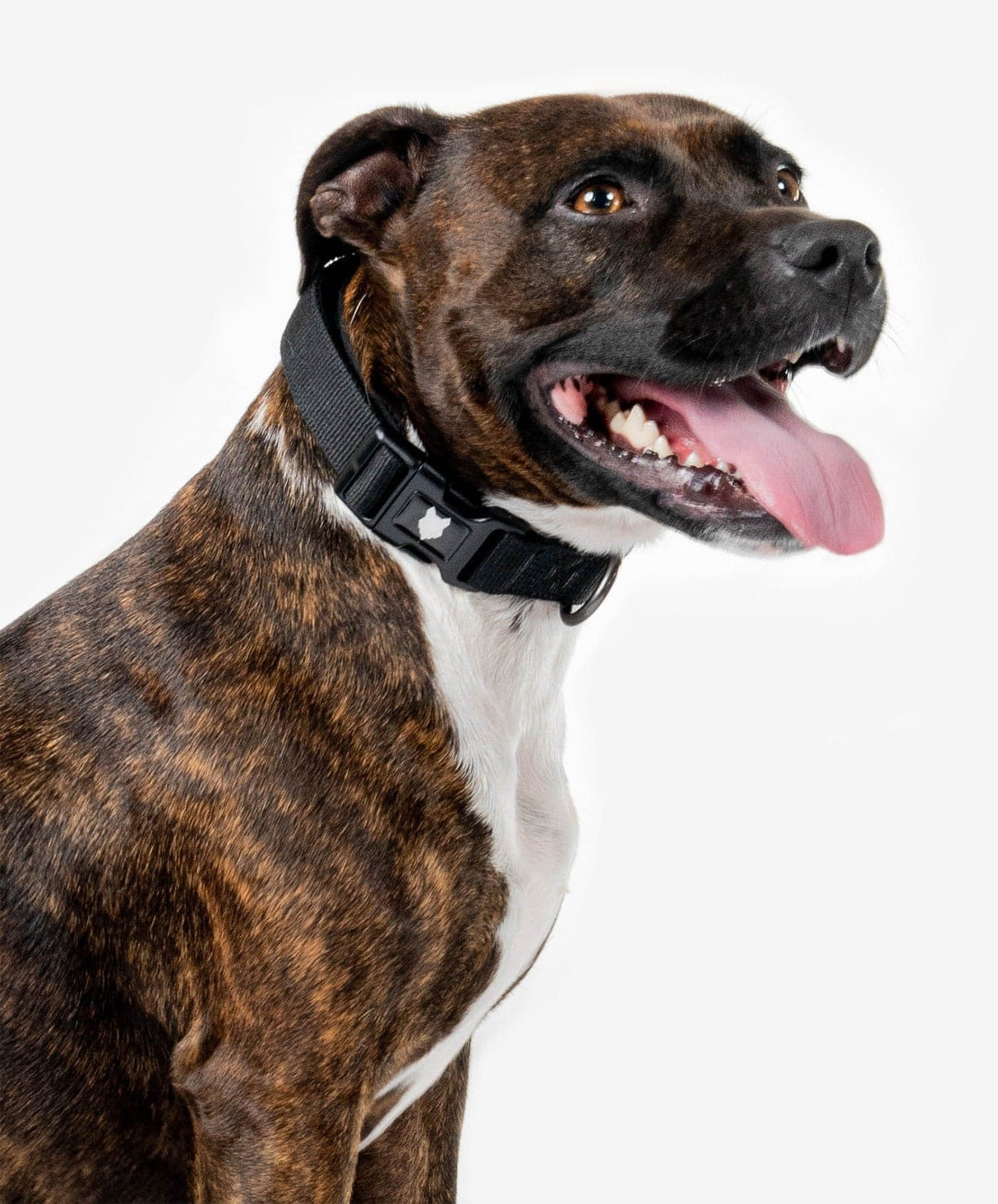 https://fenrircanineleaders.com/cdn/shop/files/fenrir-canine-leaders-ragnar-dog-collar-ragnar-dog-collar-comfortable-and-durable-everyday-collar-30259923681368.jpg?v=1701272590&width=1214
