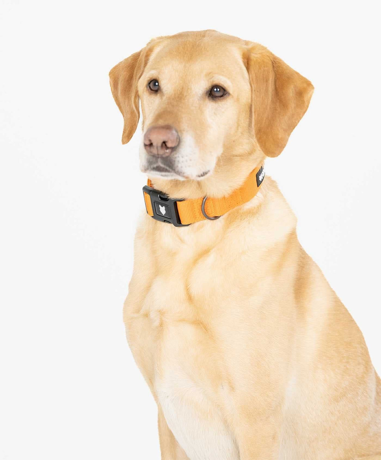 Fenrir Canine Leaders Ragnar Dog Collar