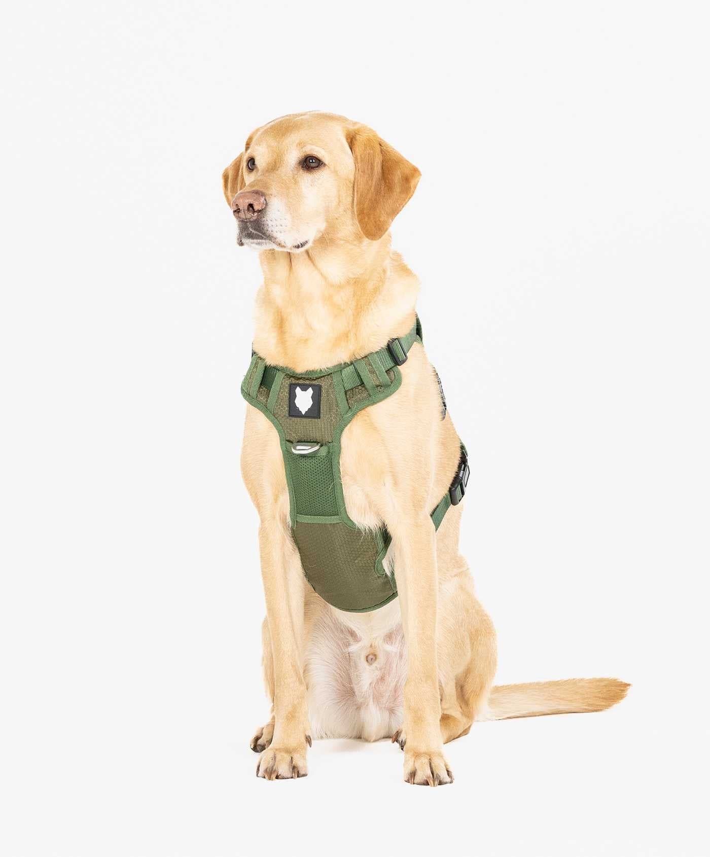 Dog kingdom shop harness