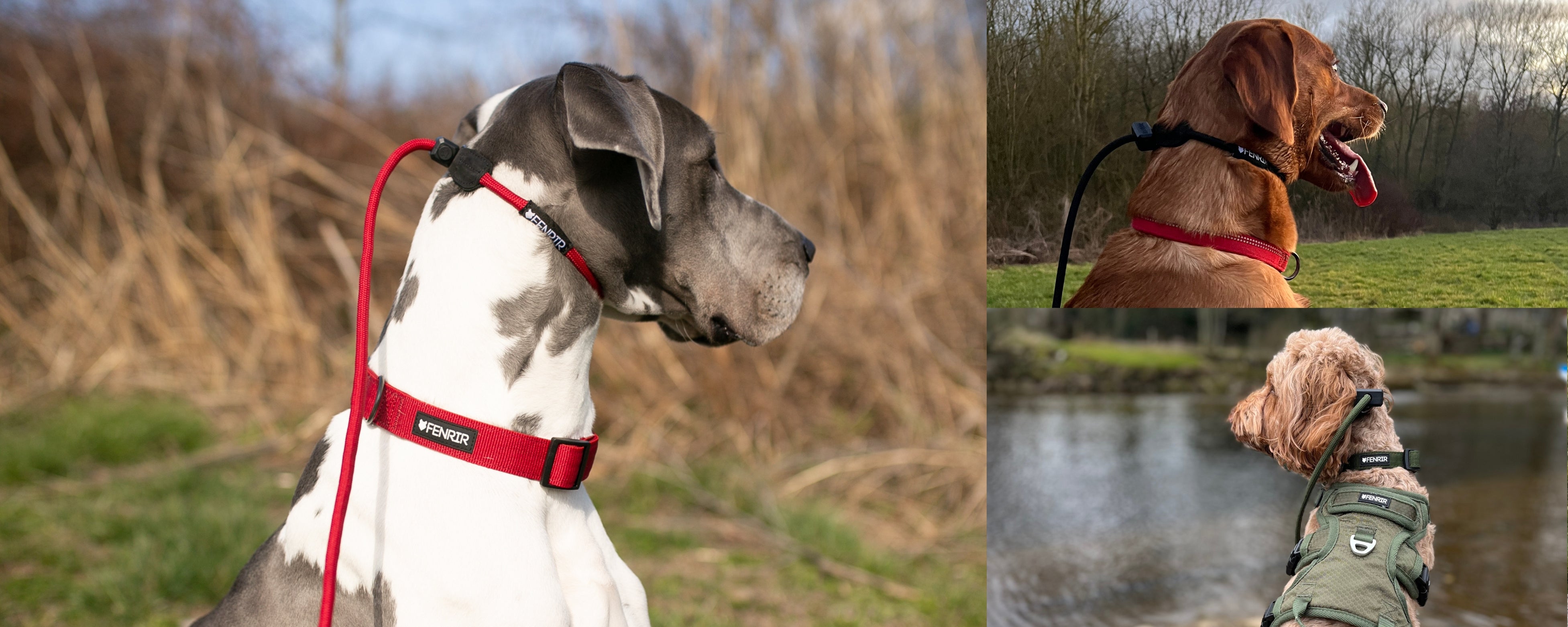 Ragnar Slip Lead For Dogs Leader in Comfort and Effectiveness