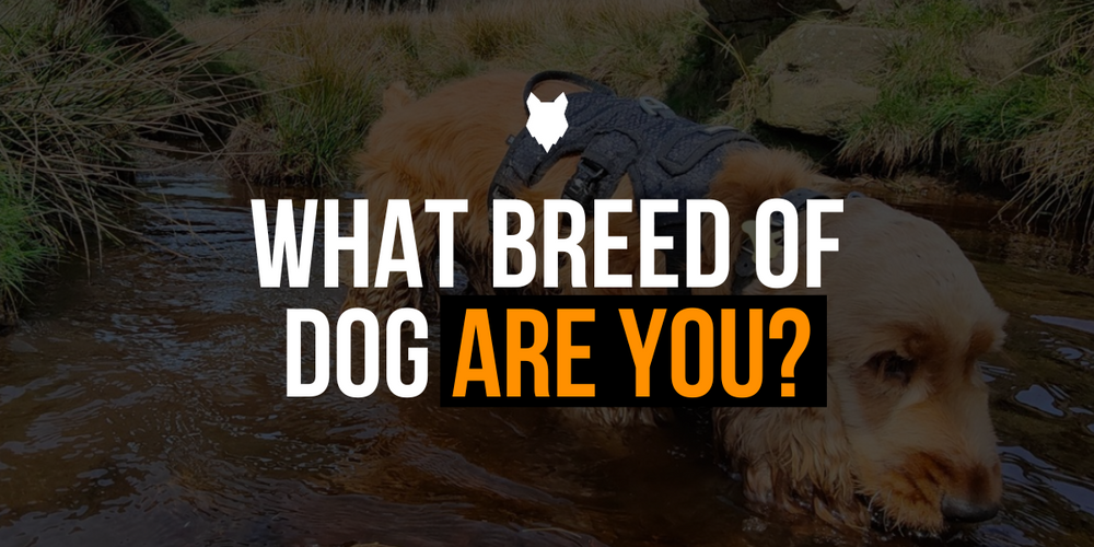 Quiz Directory Fenrir Canine Leaders